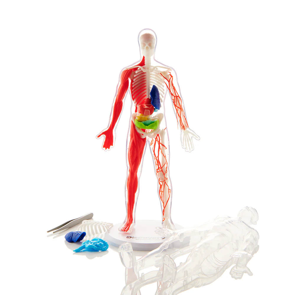 Discovery Anatomy Human Kit - Image 2
