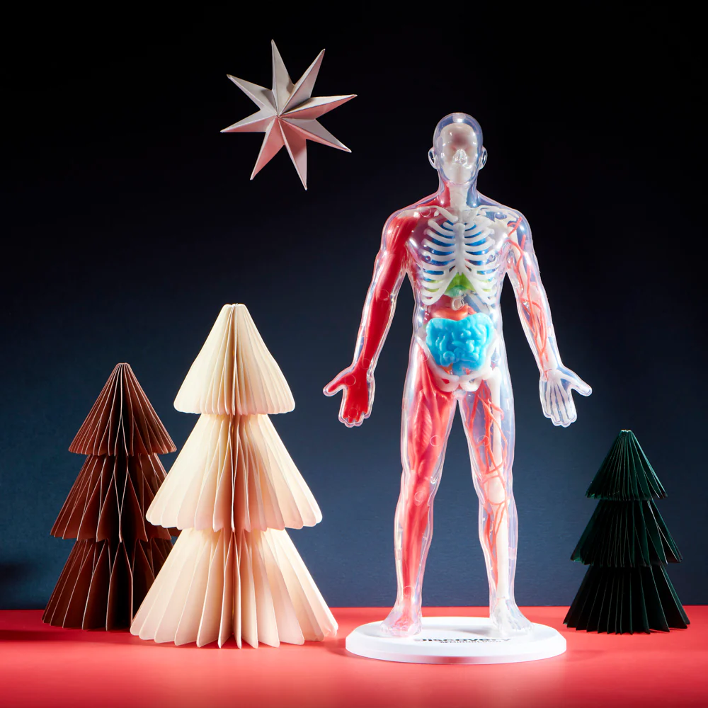 Discovery Anatomy Human Kit - Image 3