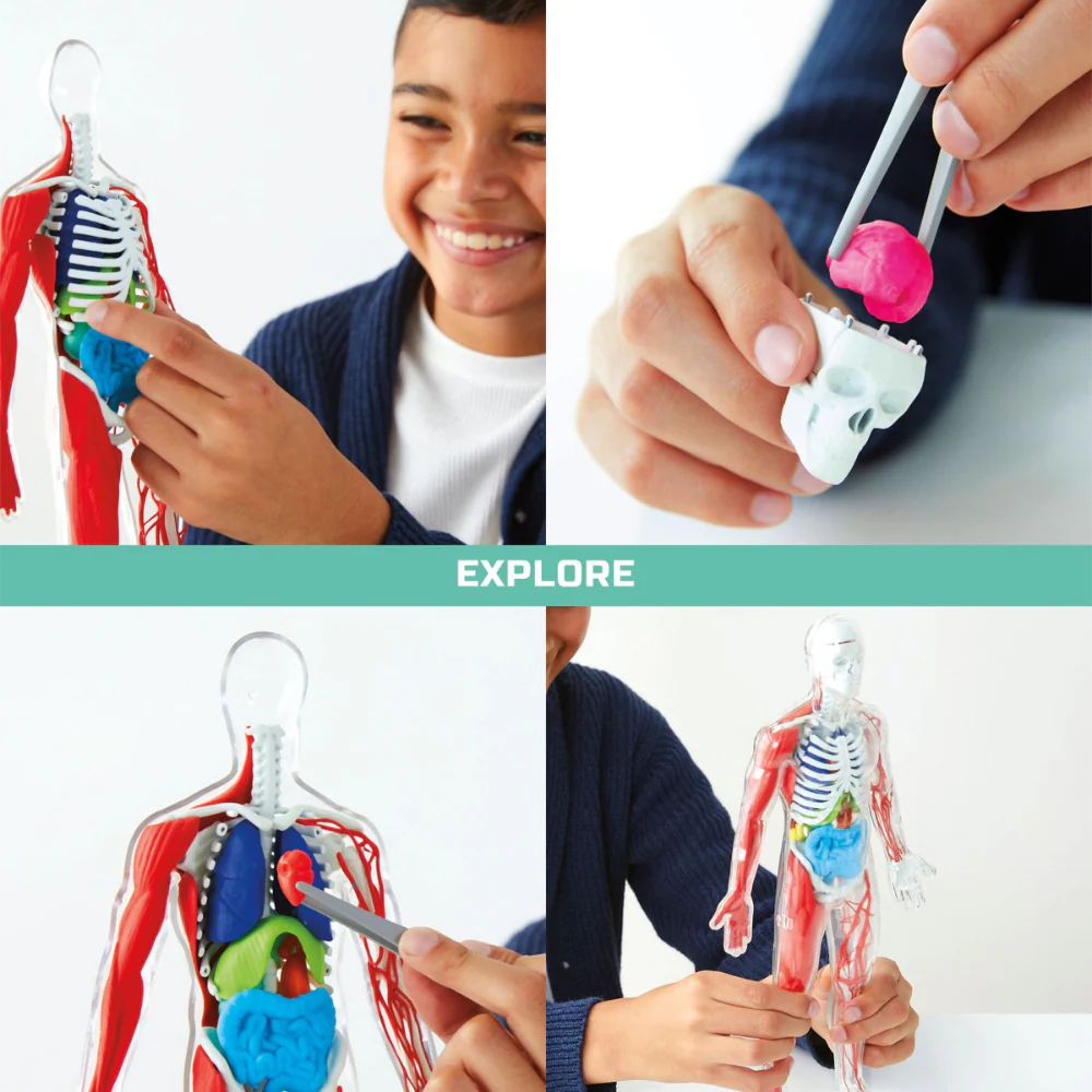 Discovery Anatomy Human Kit - Image 4