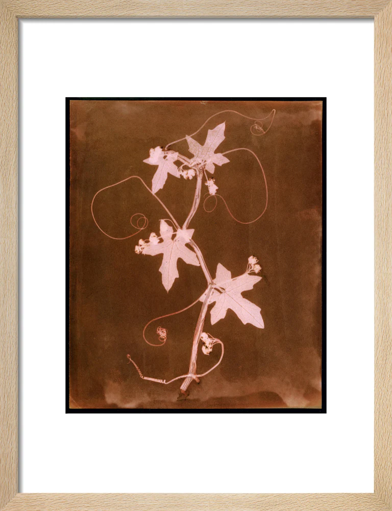 'Byronia dioca - The English Wild Vine', c 1839. - Image 11