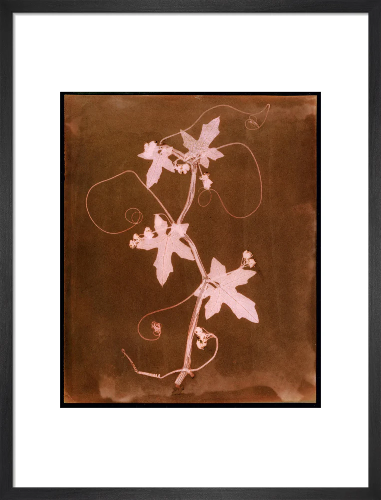 'Byronia dioca - The English Wild Vine', c 1839. - Image 13