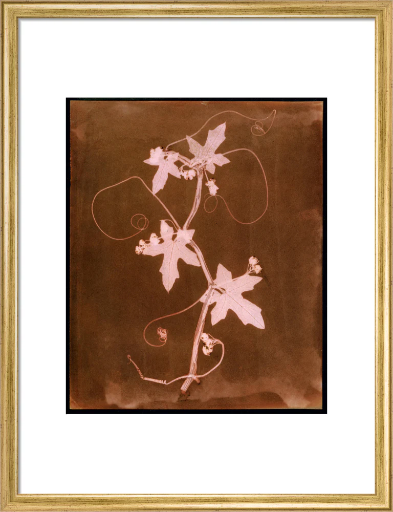 'Byronia dioca - The English Wild Vine', c 1839. - Image 15