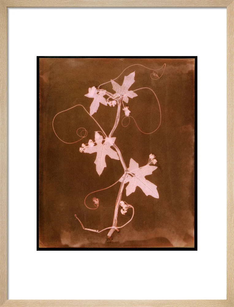 'Byronia dioca - The English Wild Vine', c 1839. - Image 16
