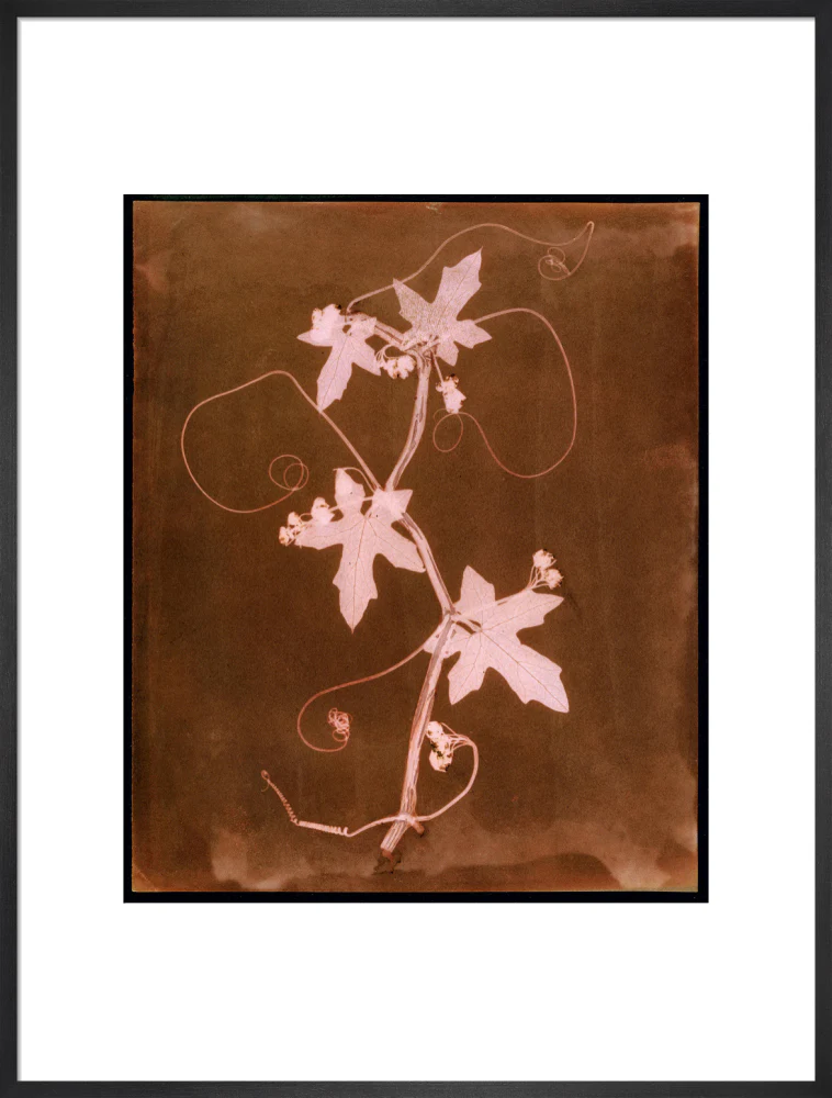 'Byronia dioca - The English Wild Vine', c 1839. - Image 23