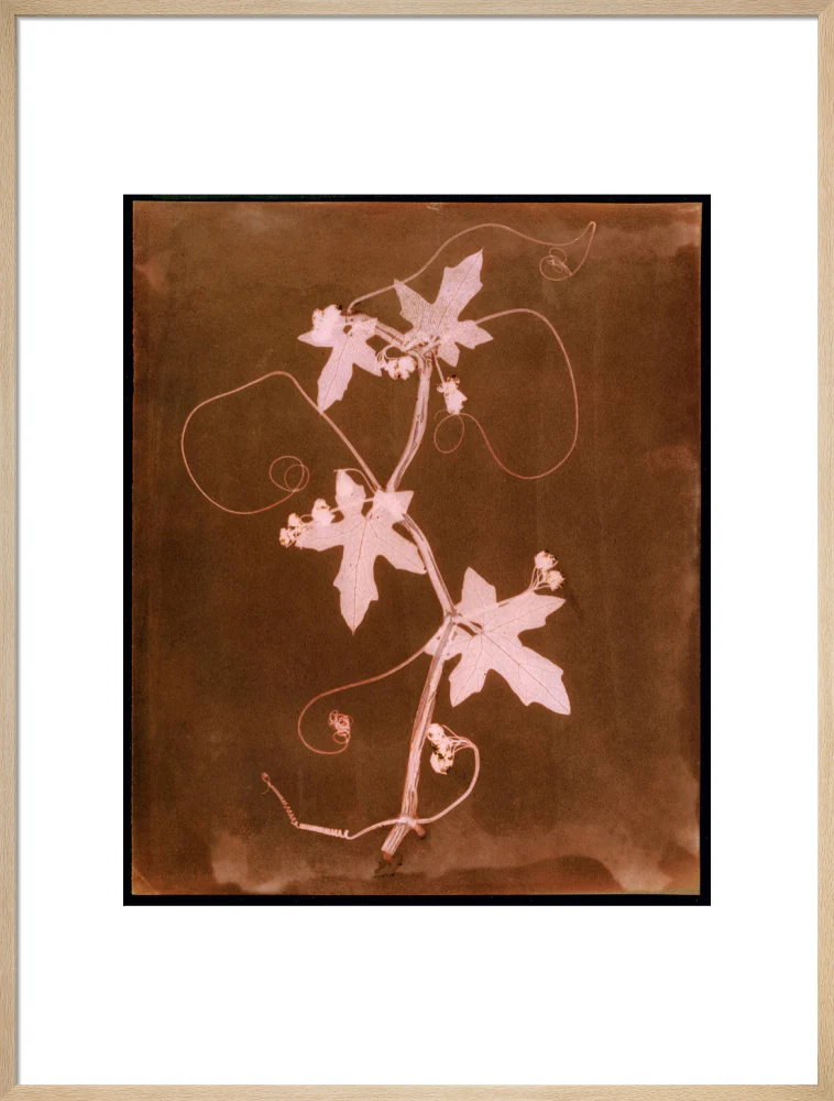 'Byronia dioca - The English Wild Vine', c 1839. - Image 26