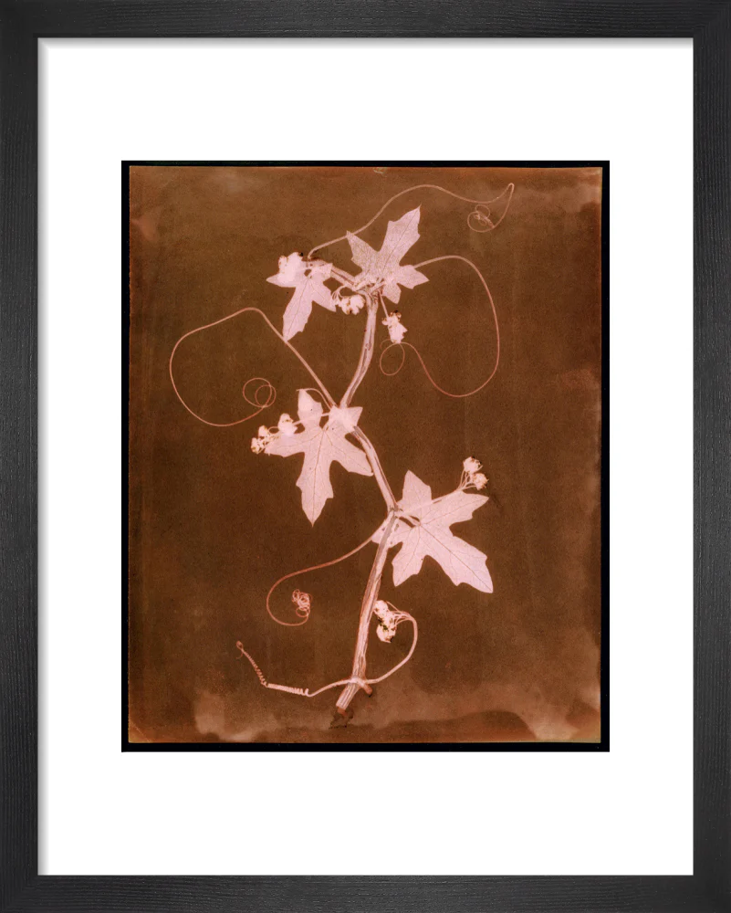 'Byronia dioca - The English Wild Vine', c 1839. - Image 3