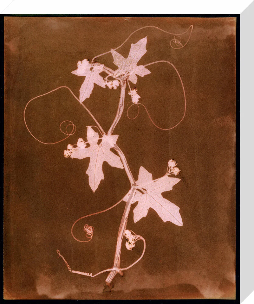 'Byronia dioca - The English Wild Vine', c 1839. - Image 32
