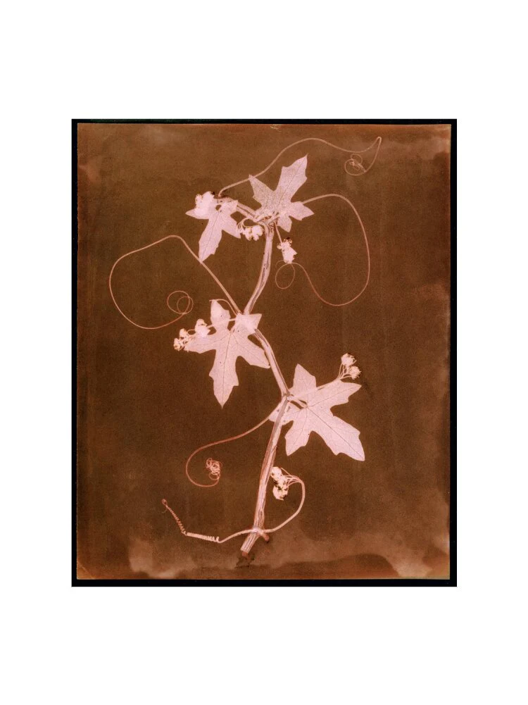 'Byronia dioca - The English Wild Vine', c 1839. - Image 50