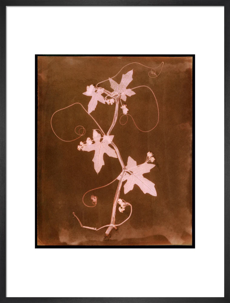 'Byronia dioca - The English Wild Vine', c 1839. - Image 51