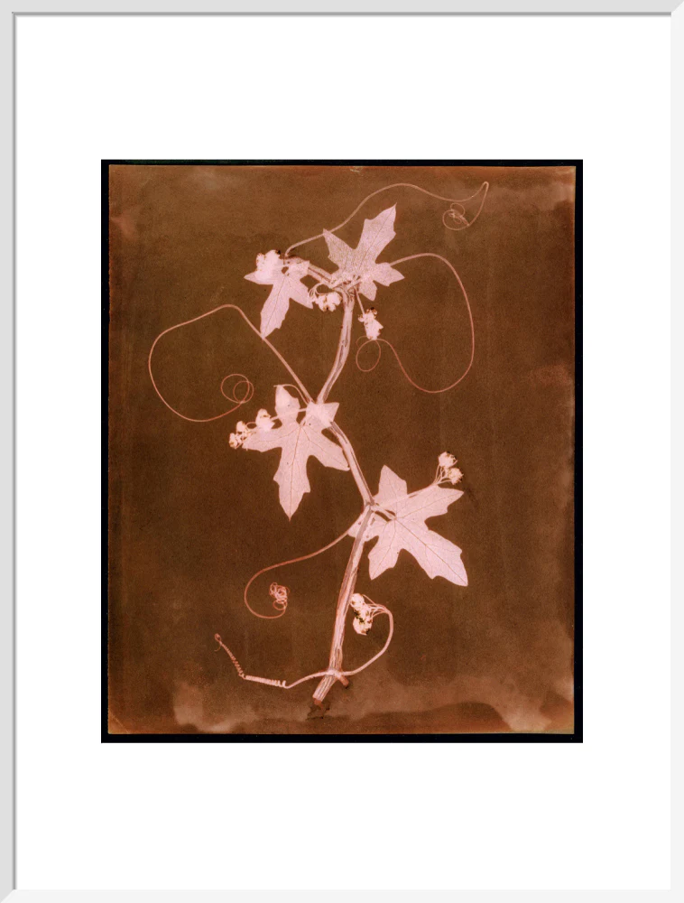 'Byronia dioca - The English Wild Vine', c 1839. - Image 57