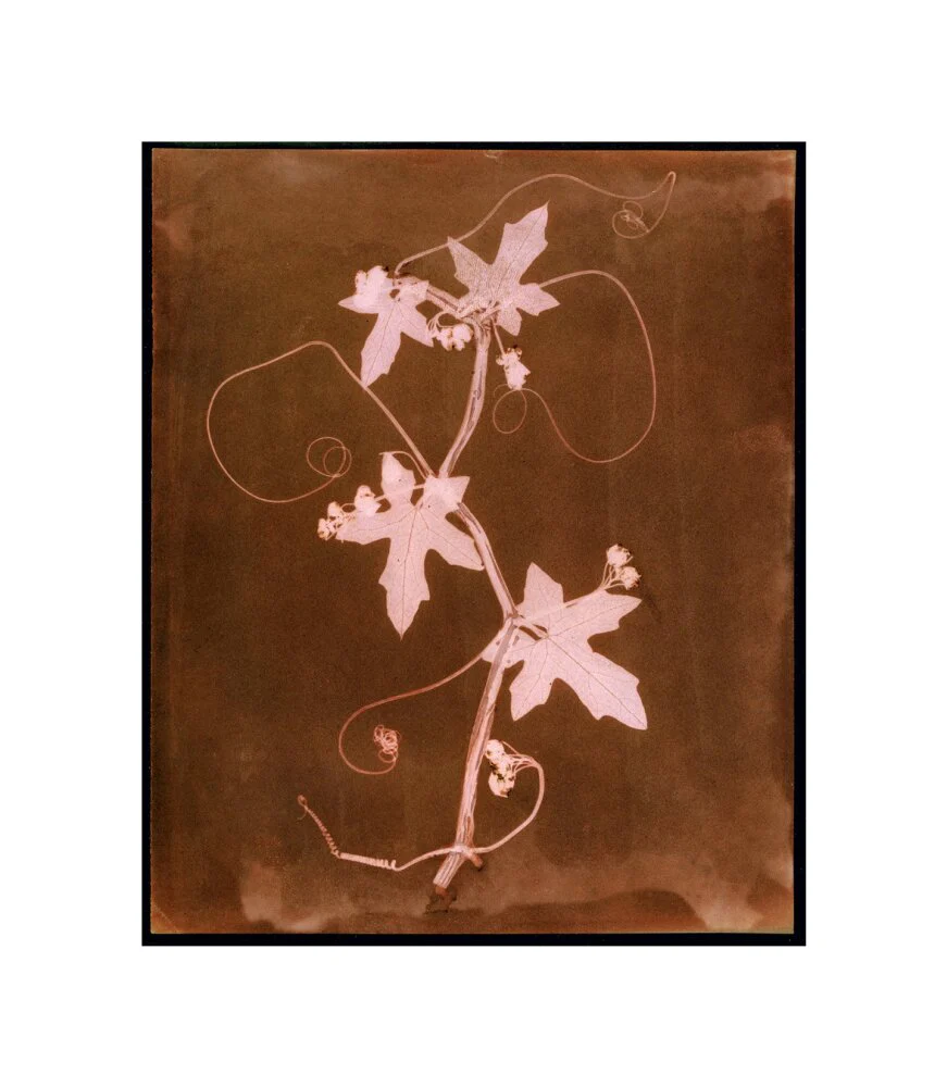 'Byronia dioca - The English Wild Vine', c 1839. - Image 60