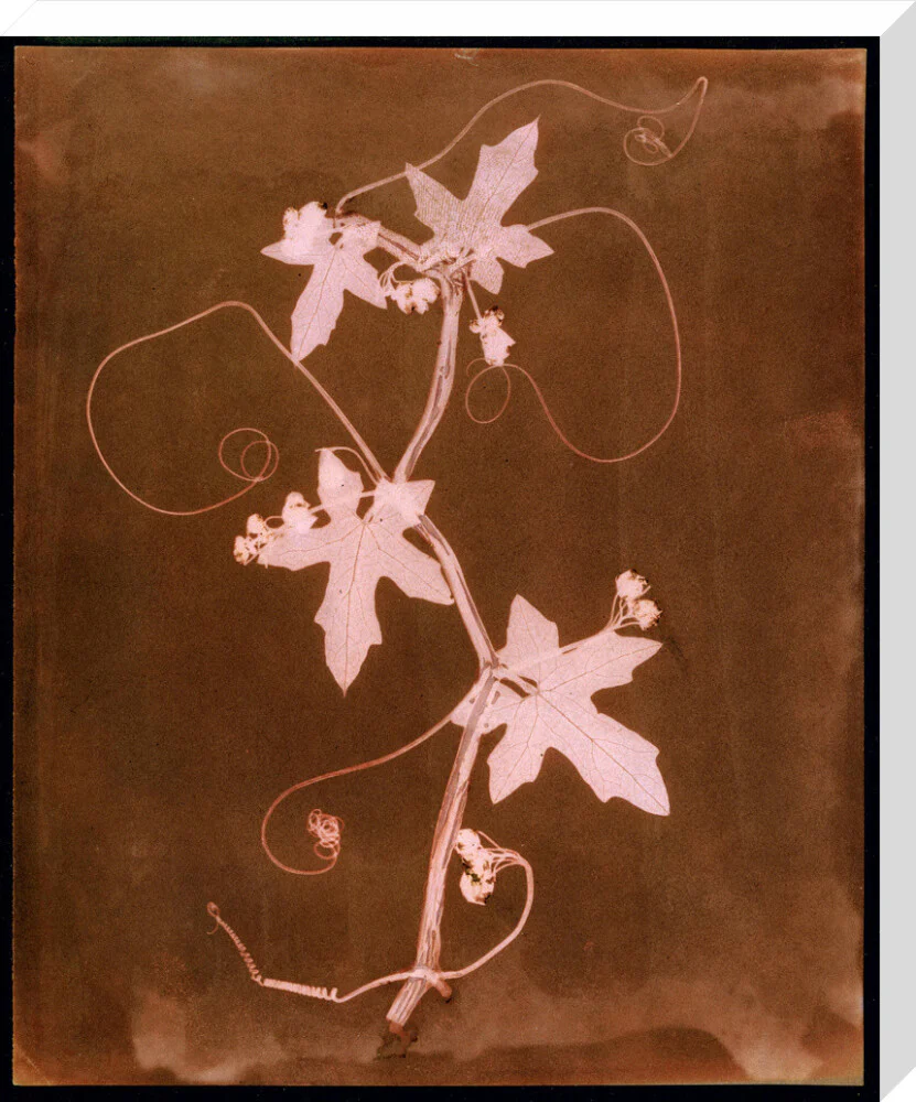 'Byronia dioca - The English Wild Vine', c 1839. - Image 66