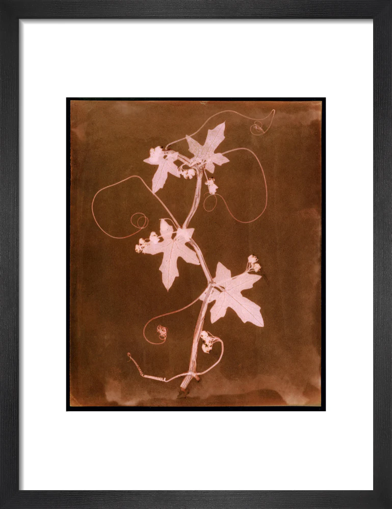 'Byronia dioca - The English Wild Vine', c 1839. - Image 74