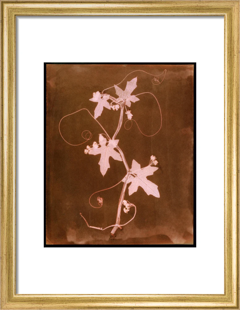 'Byronia dioca - The English Wild Vine', c 1839. - Image 76
