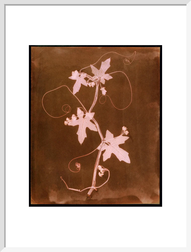 'Byronia dioca - The English Wild Vine', c 1839. - Image 85