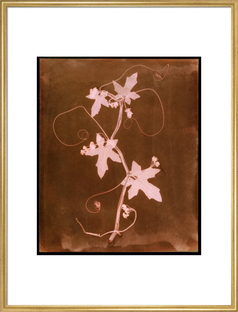 'Byronia dioca - The English Wild Vine', c 1839. - Image 91