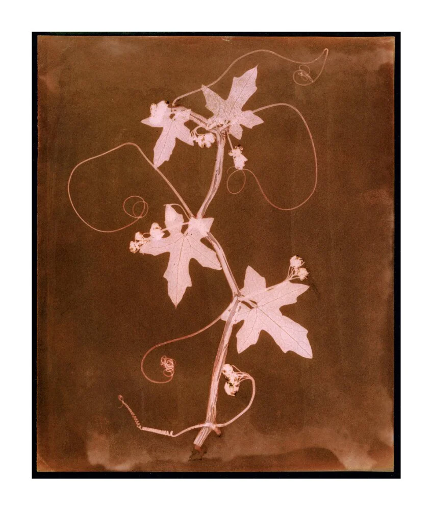 'Byronia dioca - The English Wild Vine', c 1839. - Image 96