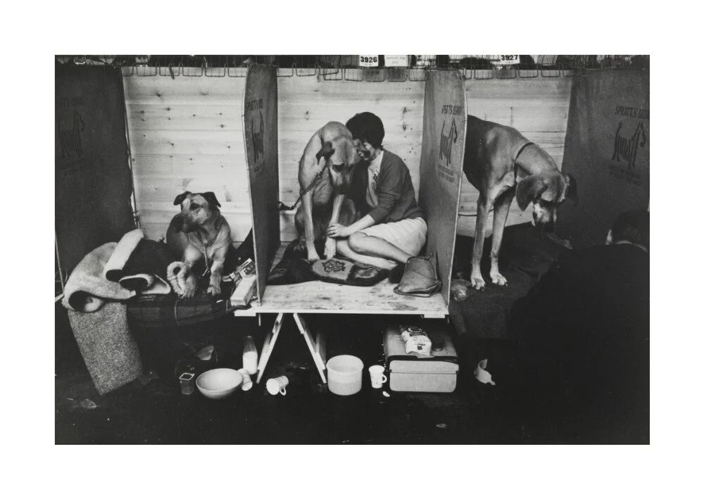 Cruft's Dog Show, London, 1966. - Image 62