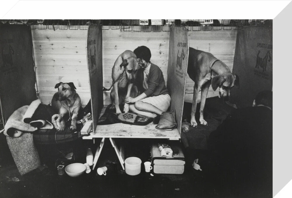 Cruft's Dog Show, London, 1966. - Image 64