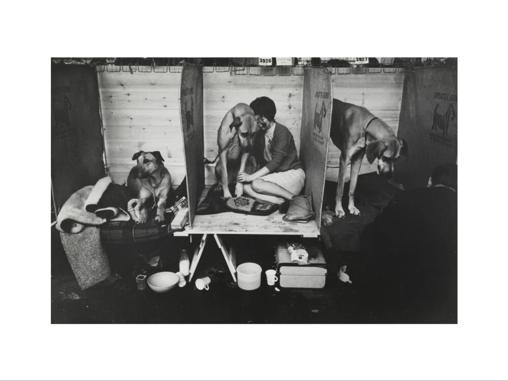 Cruft's Dog Show, London, 1966. - Image 7