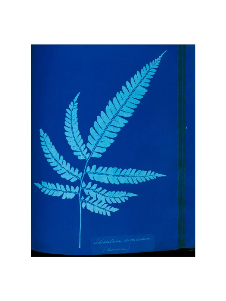 Cyanotype of the Adiantum serrulatum fern, 1853. - Image 17
