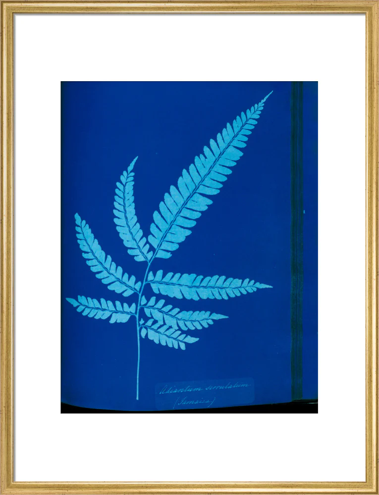 Cyanotype of the Adiantum serrulatum fern, 1853. - Image 20