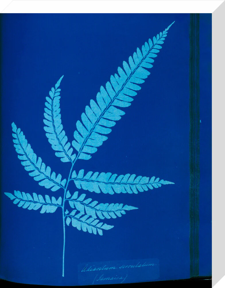 Cyanotype of the Adiantum serrulatum fern, 1853. - Image 32
