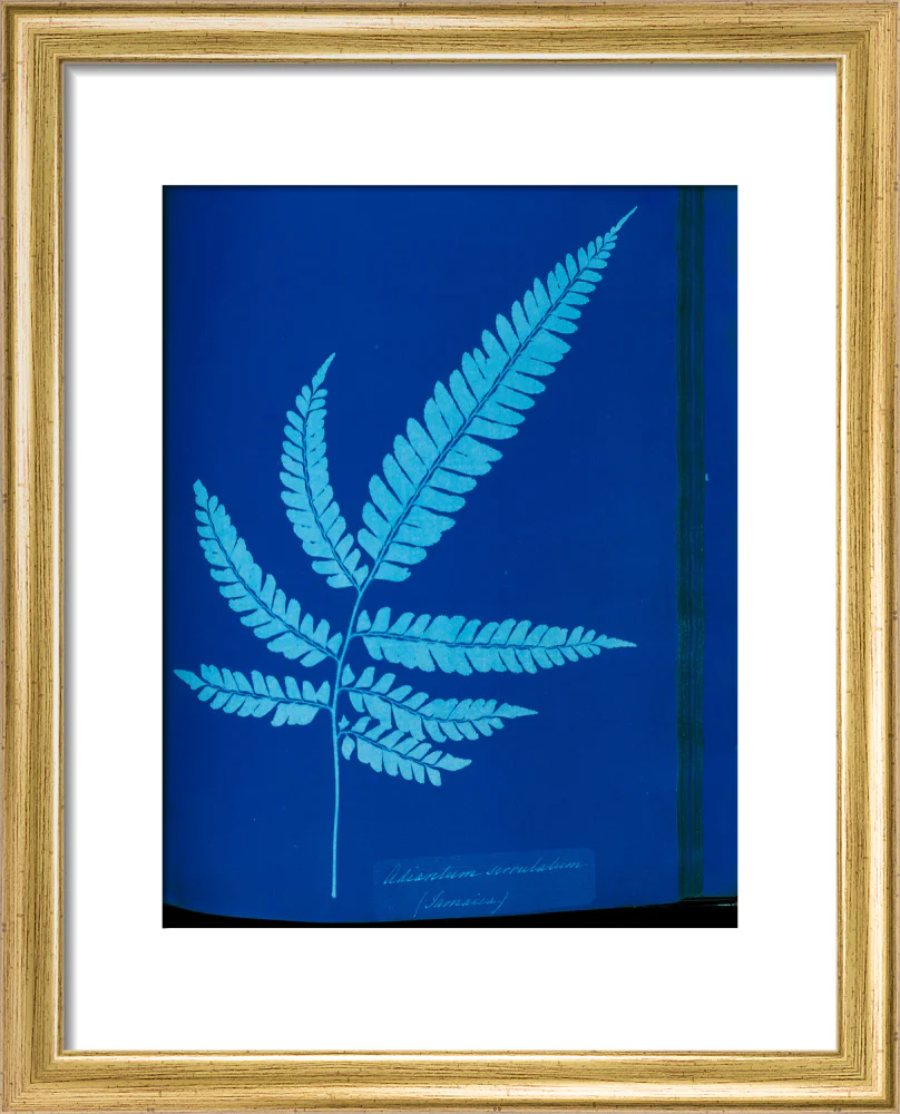 Cyanotype of the Adiantum serrulatum fern, 1853. - Image 38