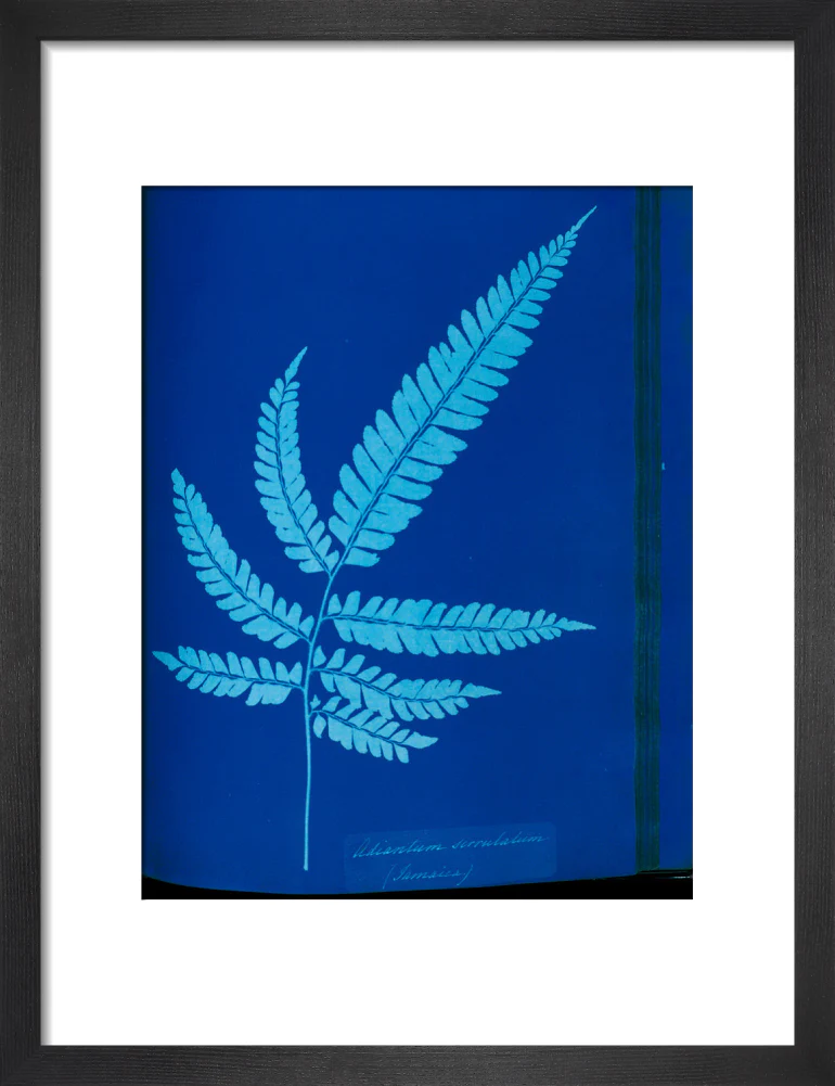 Cyanotype of the Adiantum serrulatum fern, 1853. - Image 41