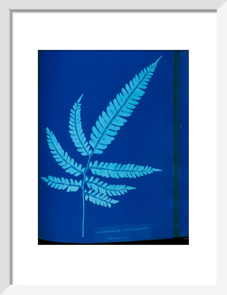 Cyanotype of the Adiantum serrulatum fern, 1853. - Image 42