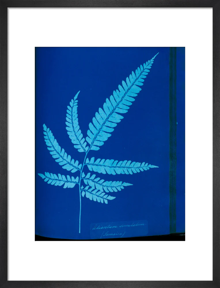 Cyanotype of the Adiantum serrulatum fern, 1853. - Image 46