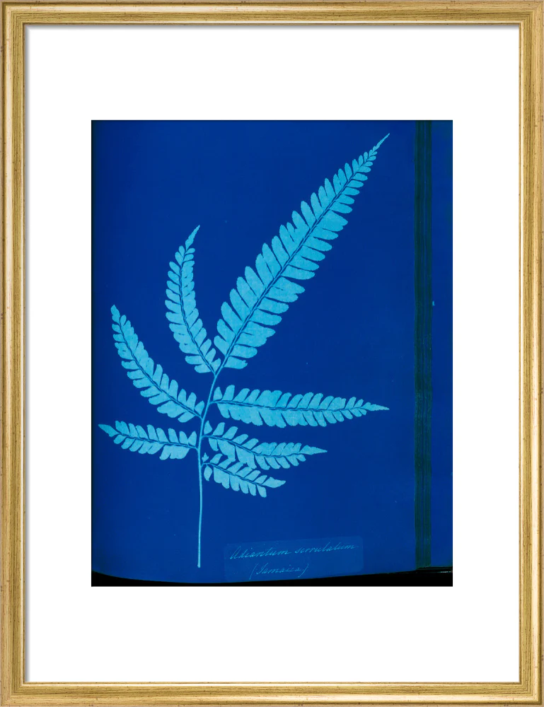 Cyanotype of the Adiantum serrulatum fern, 1853. - Image 48