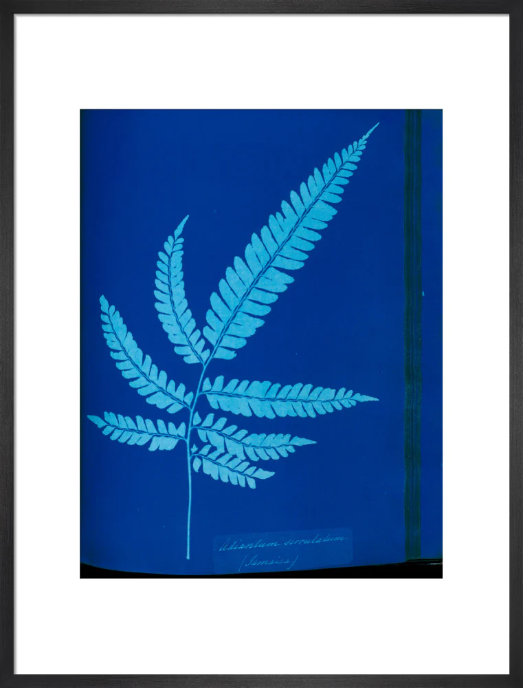 Cyanotype of the Adiantum serrulatum fern, 1853. - Image 51