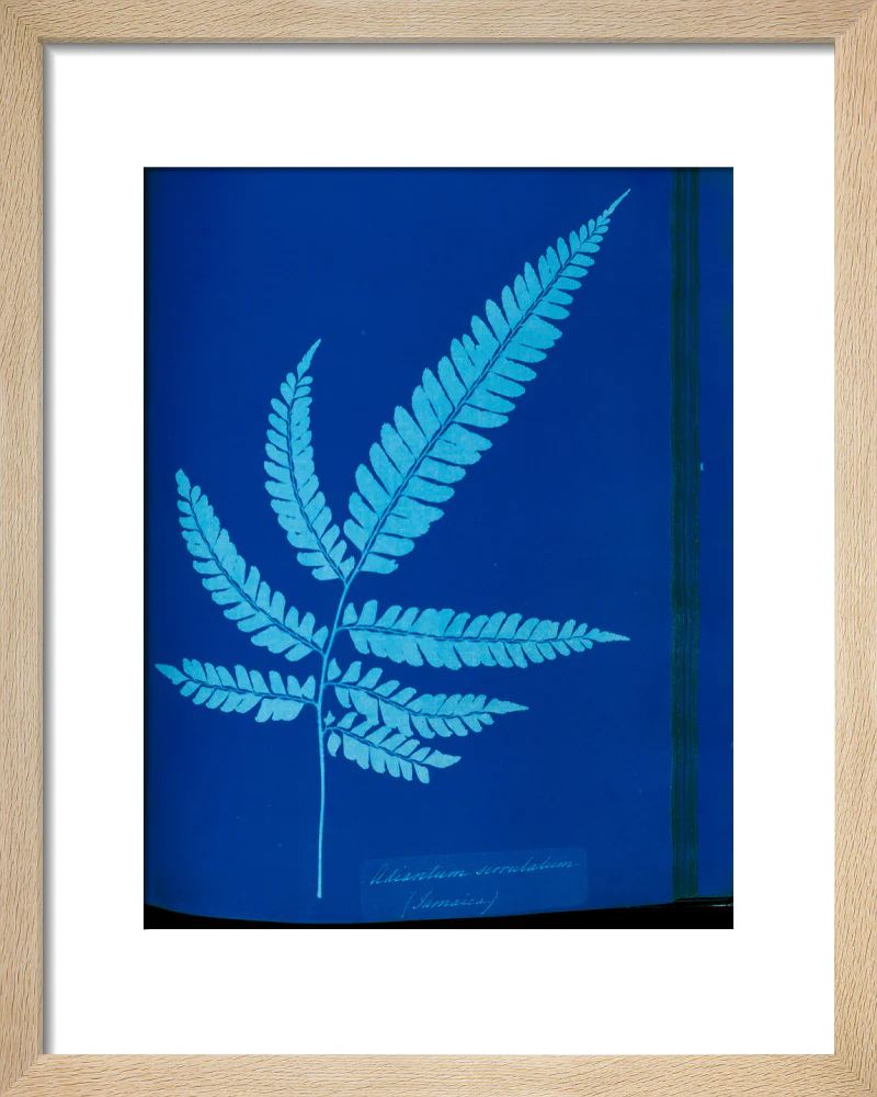 Cyanotype of the Adiantum serrulatum fern, 1853. - Image 6