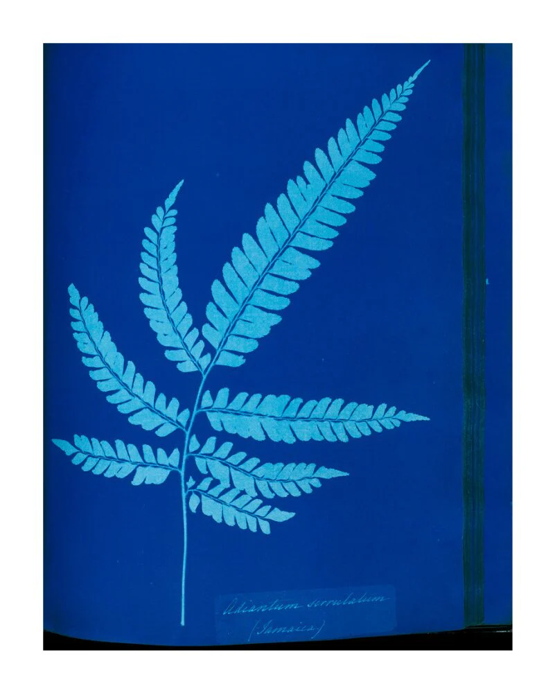 Cyanotype of the Adiantum serrulatum fern, 1853. - Image 63