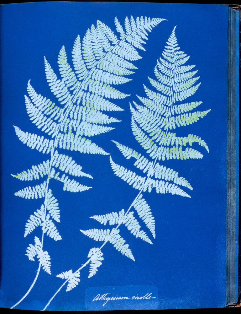 Cyanotypes British and Foreign ferns