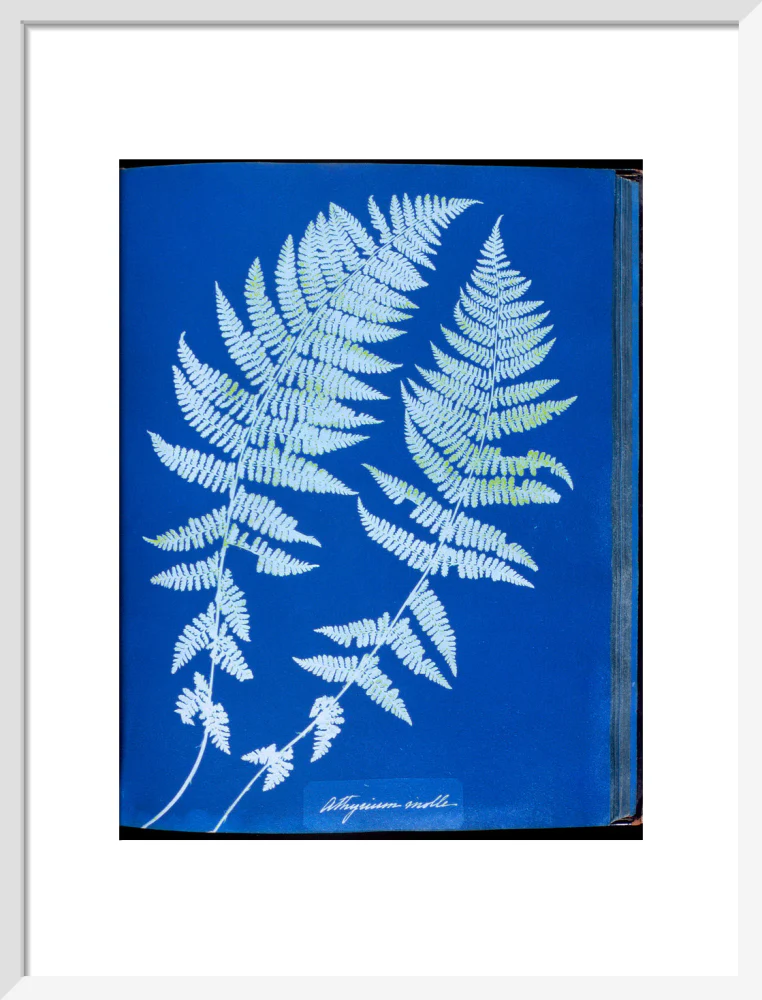Cyanotypes British and Foreign ferns - Image 14