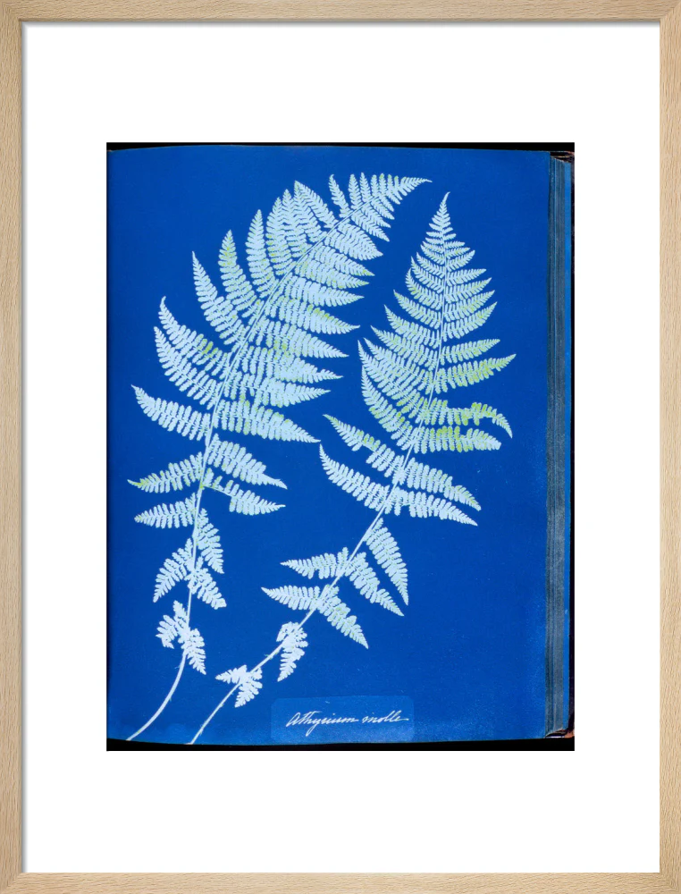 Cyanotypes British and Foreign ferns - Image 16