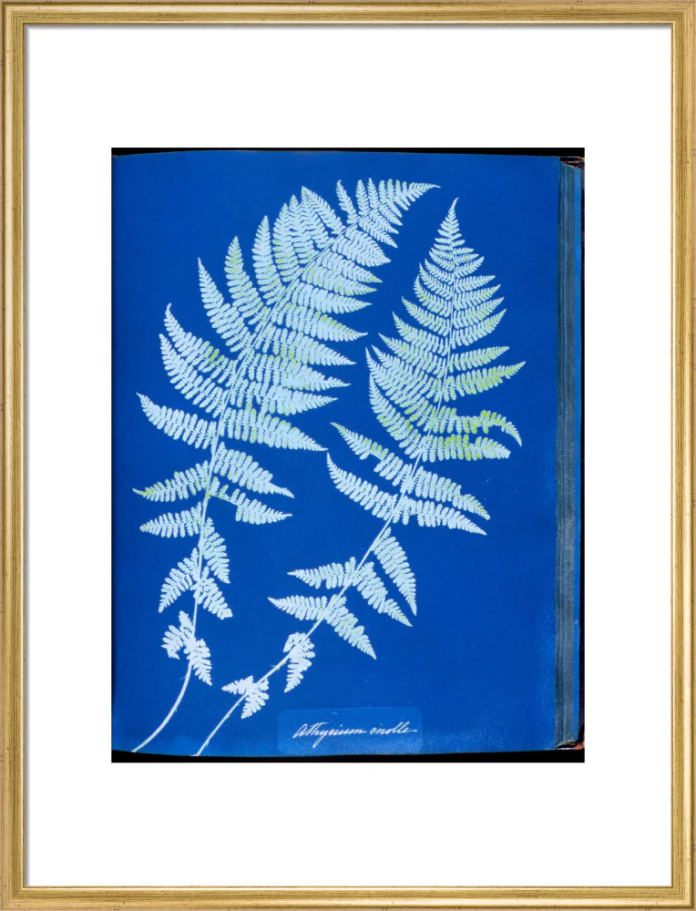 Cyanotypes British and Foreign ferns - Image 20