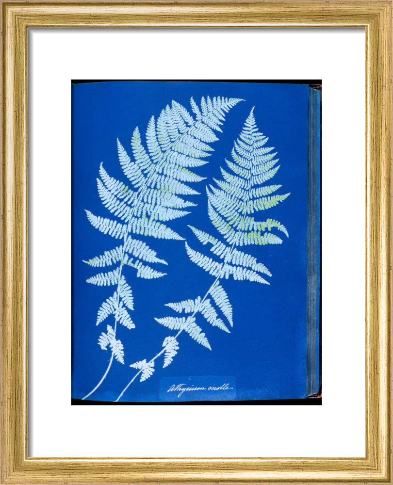 Cyanotypes British and Foreign ferns - Image 38