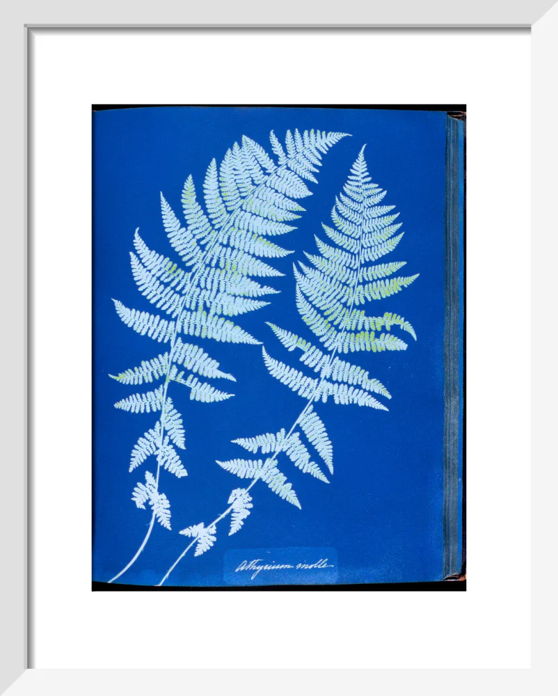 Cyanotypes British and Foreign ferns - Image 4