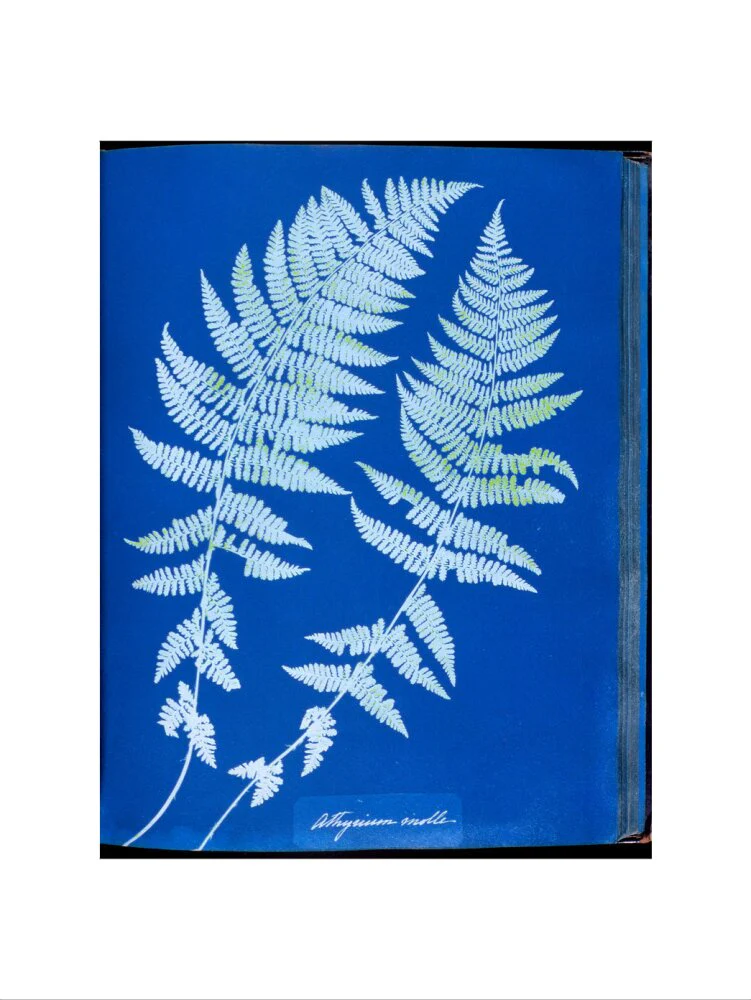 Cyanotypes British and Foreign ferns - Image 45