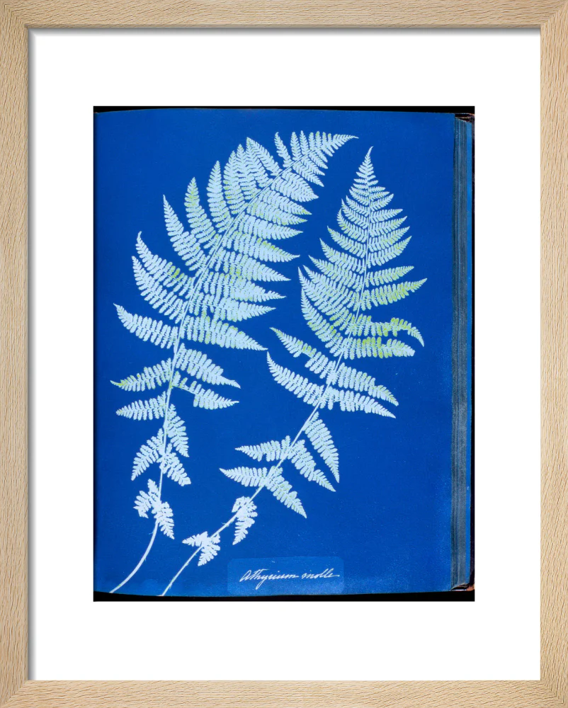 Cyanotypes British and Foreign ferns - Image 6
