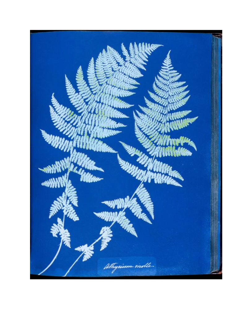 Cyanotypes British and Foreign ferns - Image 61