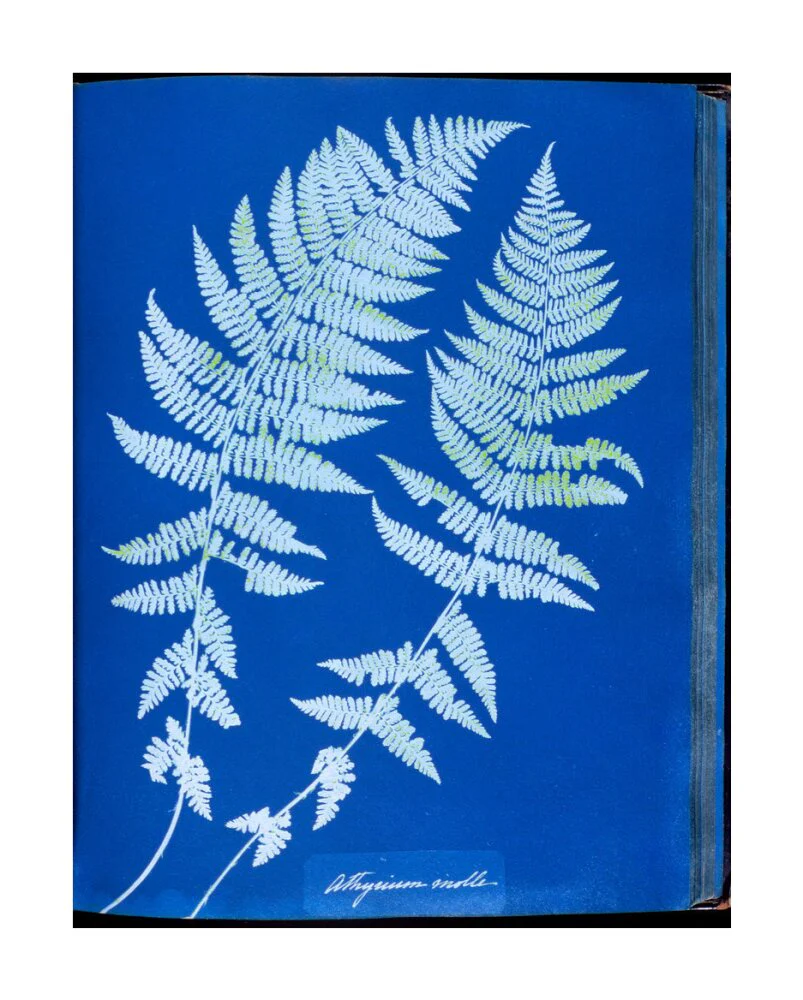 Cyanotypes British and Foreign ferns - Image 62
