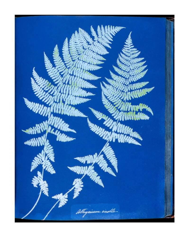 Cyanotypes British and Foreign ferns - Image 63