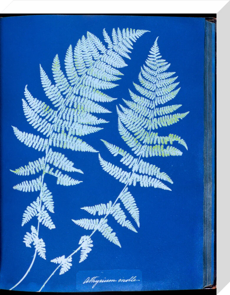 Cyanotypes British and Foreign ferns - Image 65