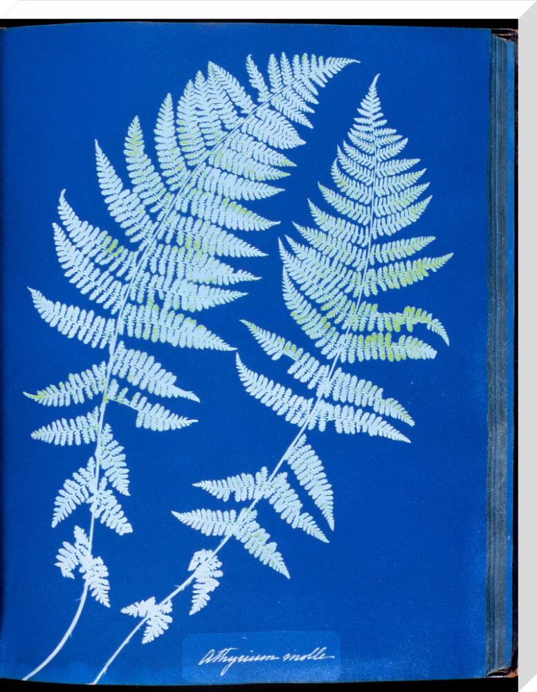 Cyanotypes British and Foreign ferns - Image 67