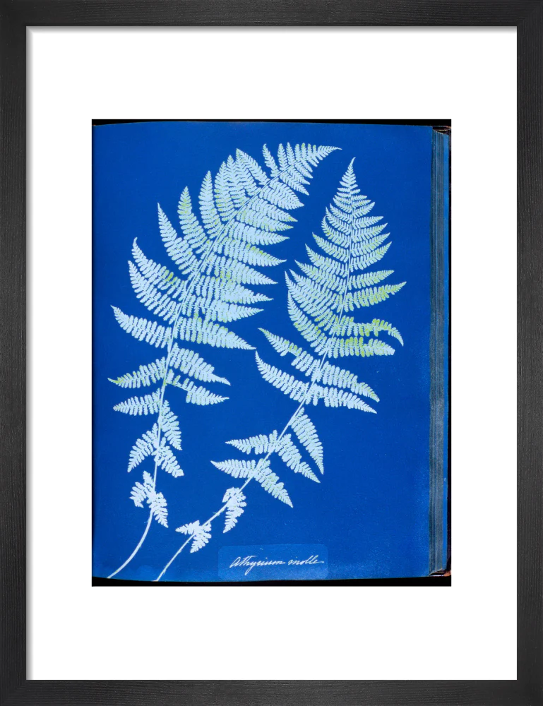 Cyanotypes British and Foreign ferns - Image 8
