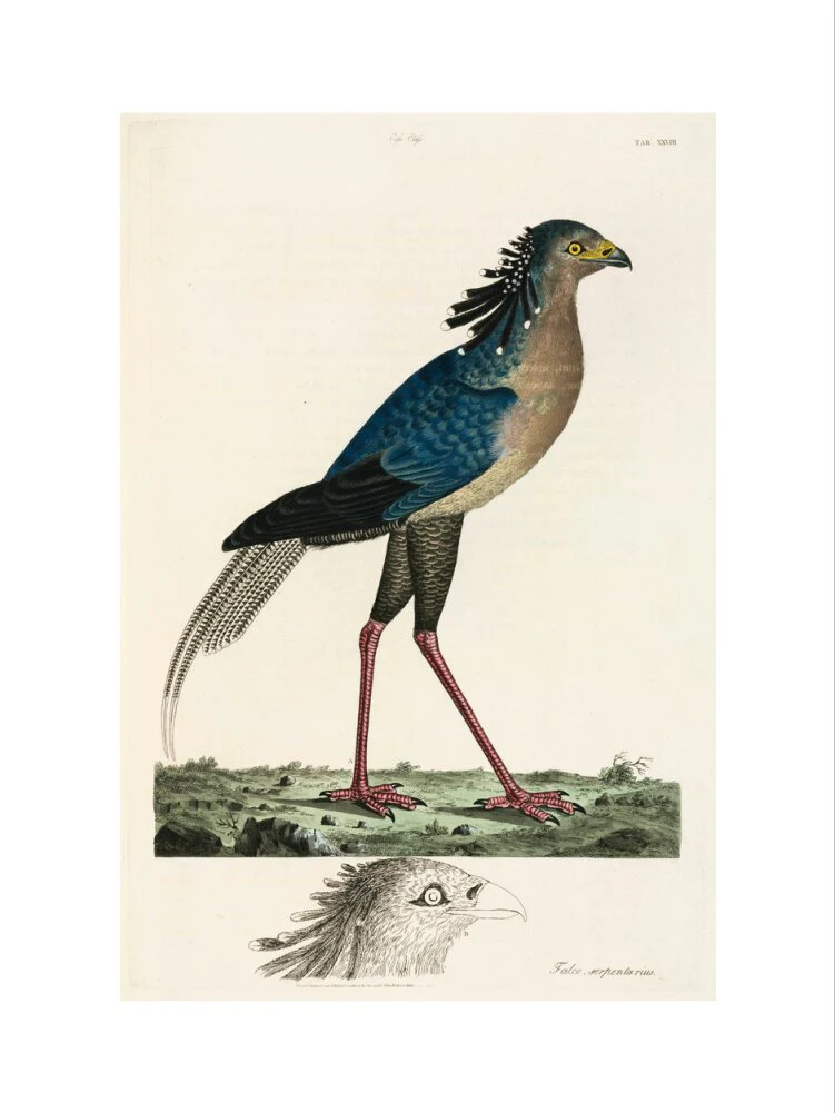 Secretary Bird, 1776. - Image 12